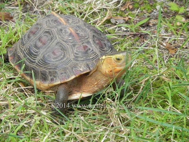 Chinese Box turtle 001