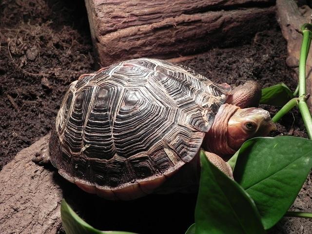 Chinese box turtle