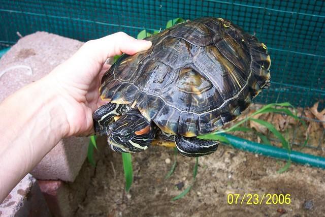 Female Red ear slider #2