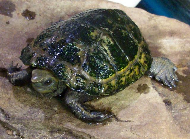 Japanese Pond turtle