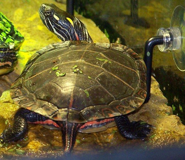 Juvenile Eastern Painted turtle