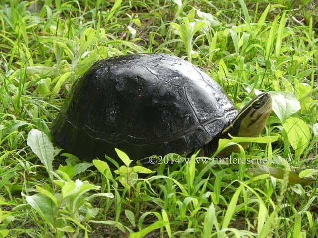 Malayan box turtle