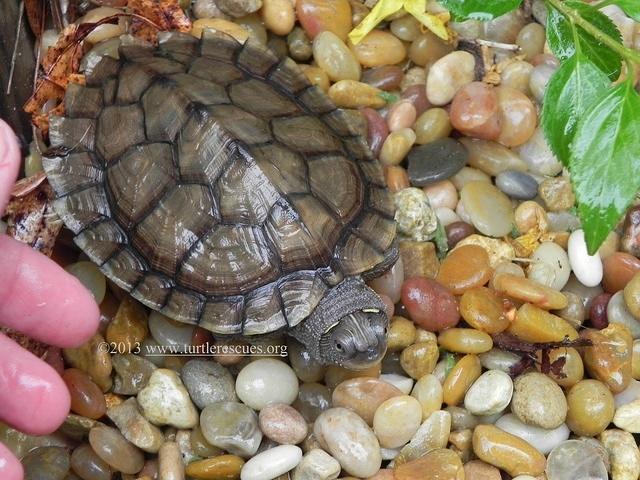 Map turtle