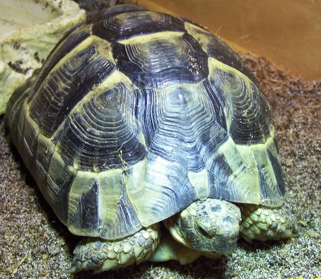 Female Hermanns tortoise