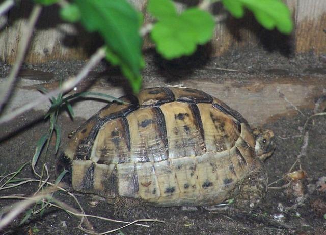 Greek tortoise 001