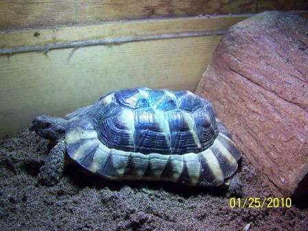 Marginated tortoise