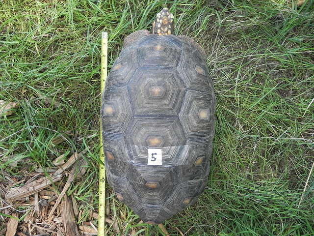 Redfoot 5 Carapace