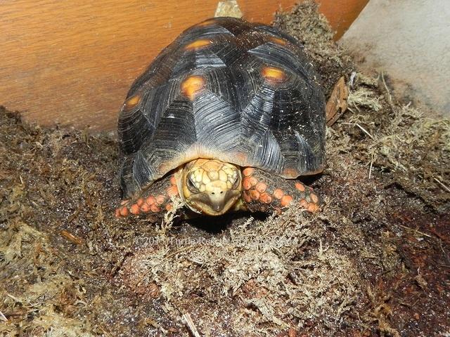 Redfoot tortoise March 2015