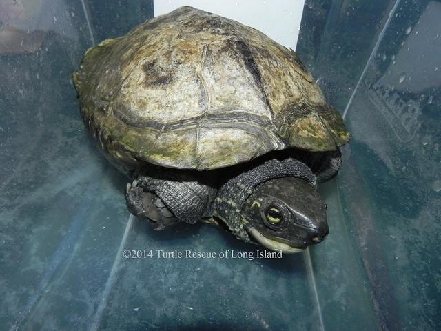 Female Reeves Aug 2014