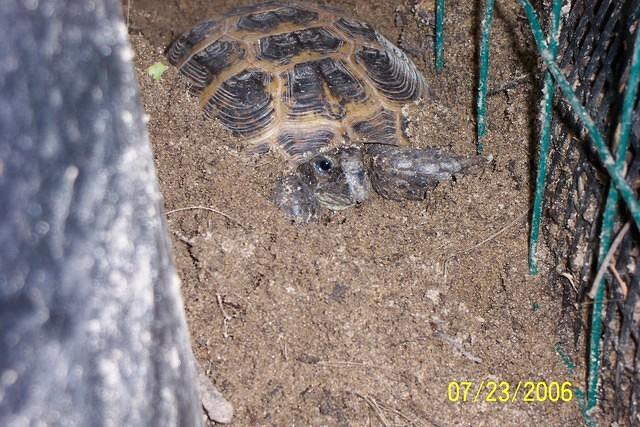 Another Male Russian tortoise