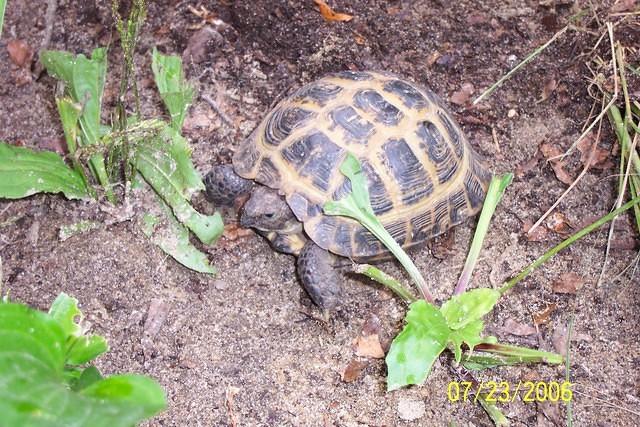 Male Russian tortoise #3