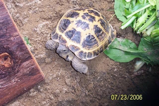 Male Russian tortoise