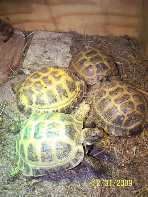 Male Russian tortoises 