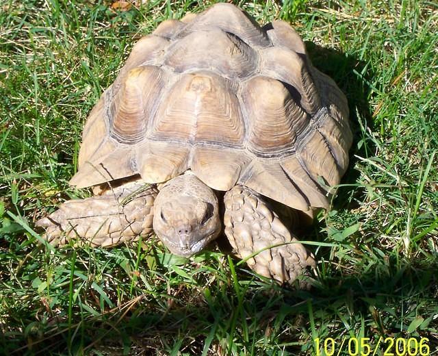 Abandonded Sulcata2