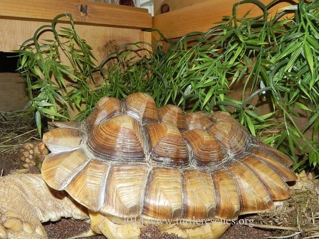 Crush July 2014 Sulcata