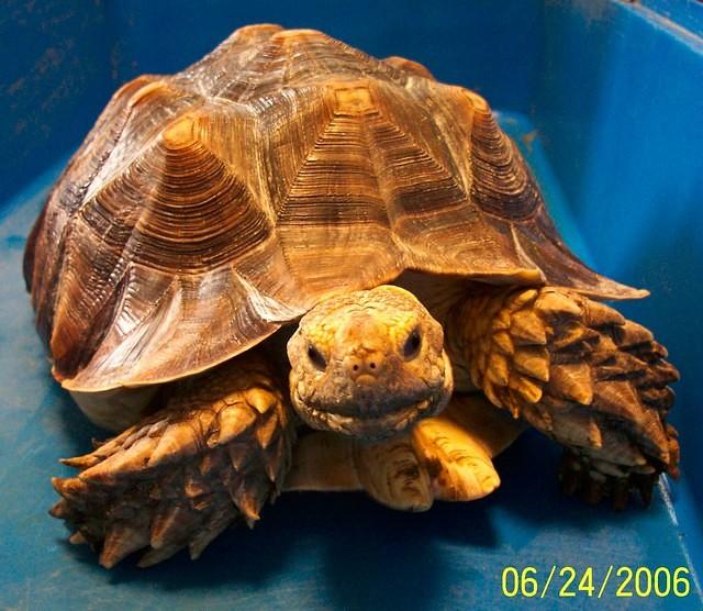 DB Sulcata