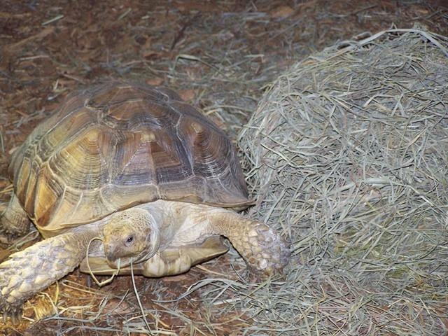 DC chomping on hay