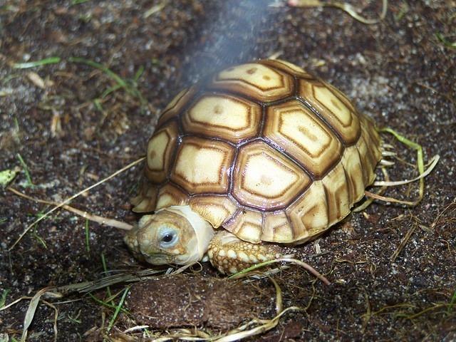 Hatchling Sulcata