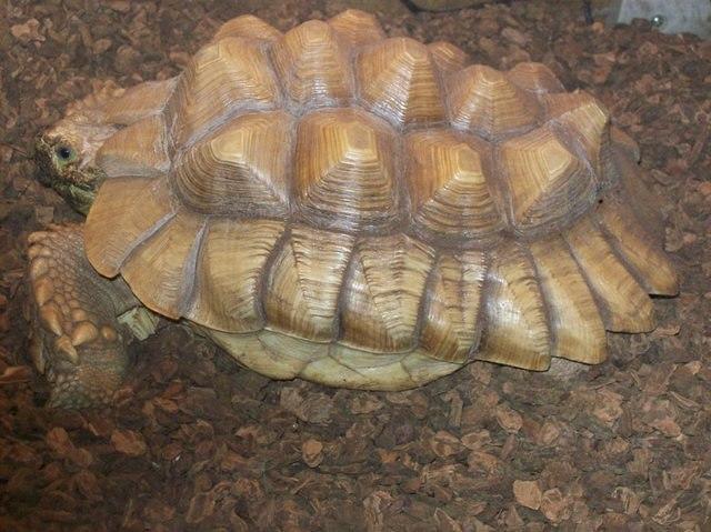 JL Sulcata