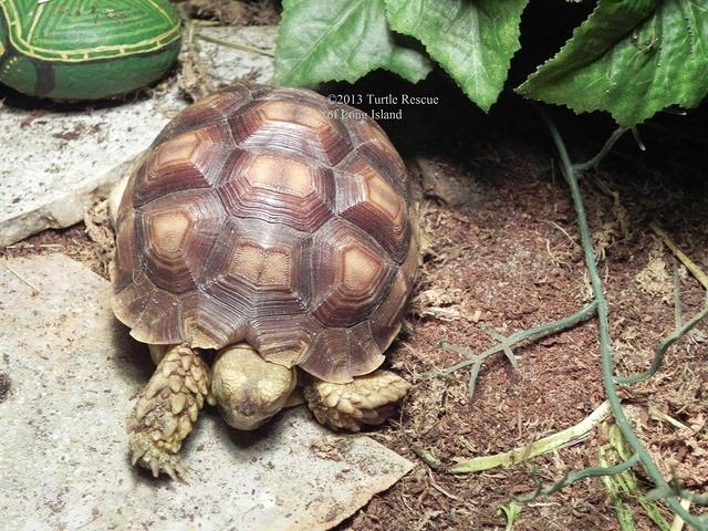 Jay the little Sulcata sleeping under basking