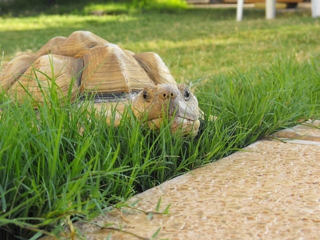 Male Sulcata 29 LB 17 inches