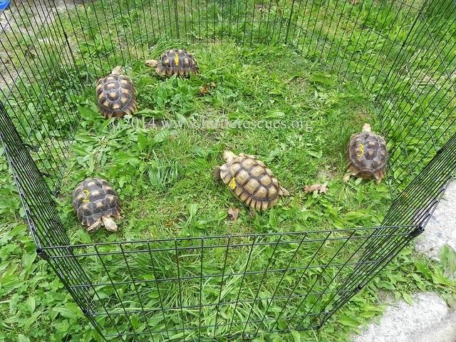 May 2014 Sulcata