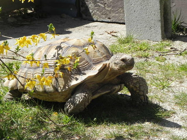 Scooter Sulcata 1