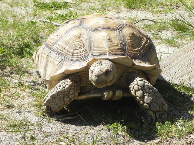 Scooter Sulcata 3