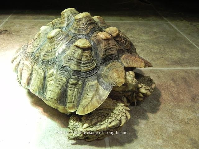 Sulcata Oct 2014 pet store