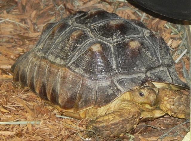 Sulcata after her soak