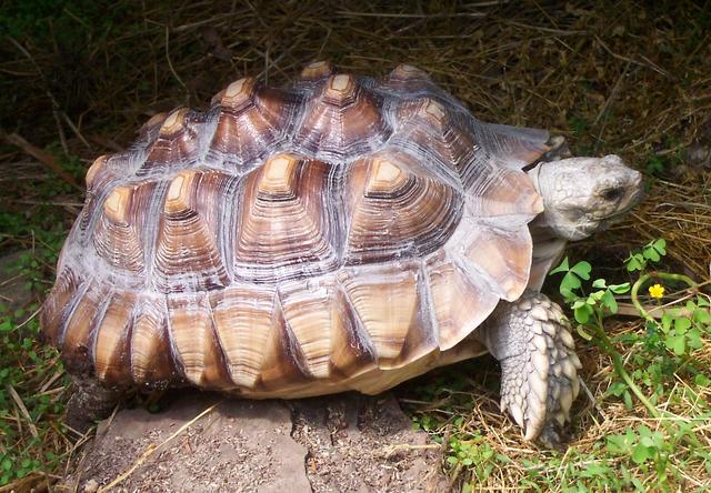 Sulcata for adoption