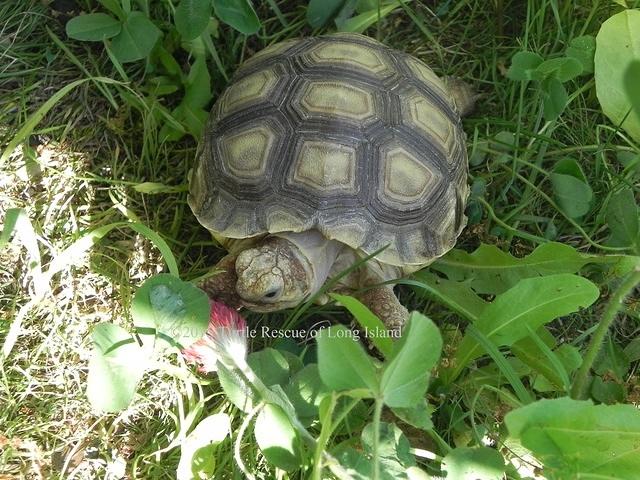 Sulcata juvenile May 2015