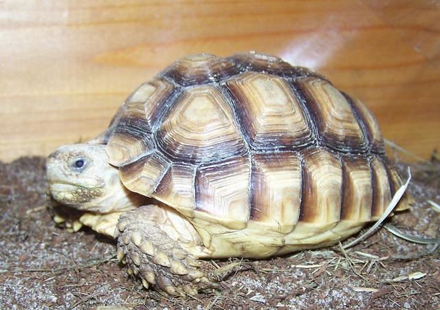 Sulcata two year old