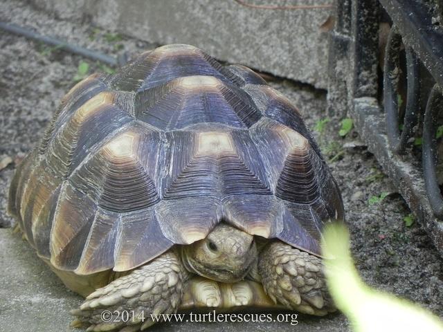 Sulcata young