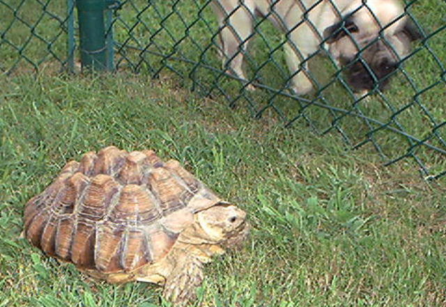 Sulcata