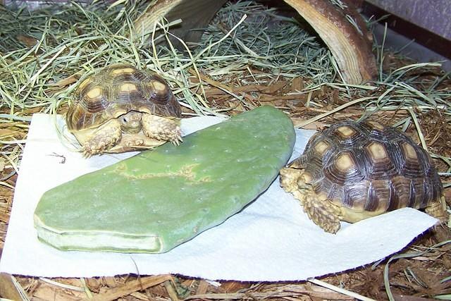 Sulcata 001