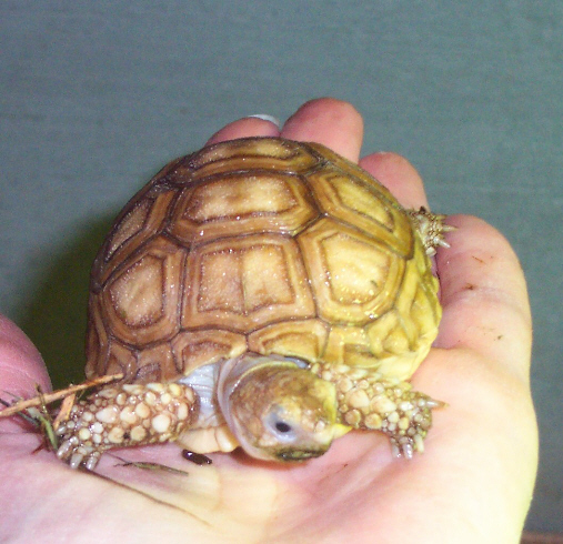 Sulcata hatchling