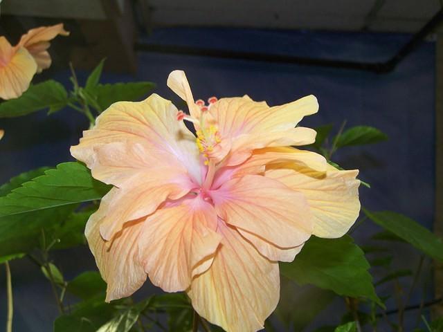 Tropical Hibiscus bloom