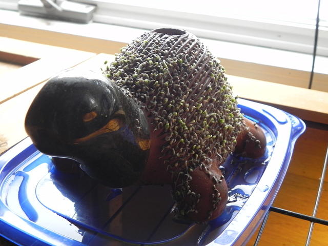 Chia pet growing