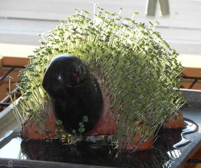 Chia pet grown