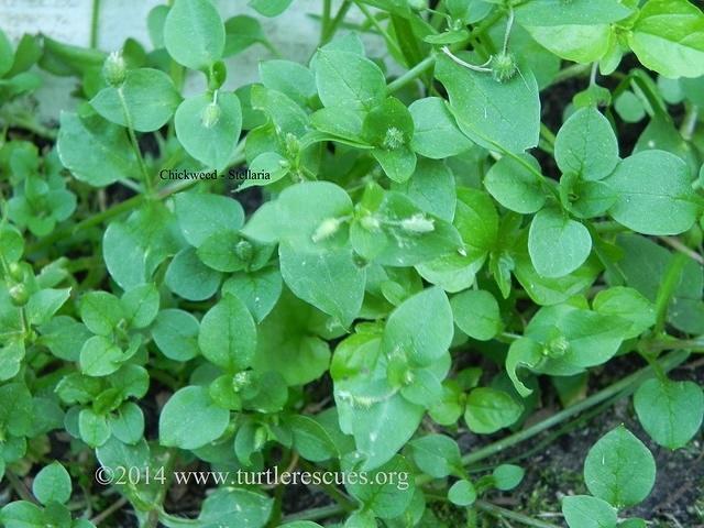 Chickweed