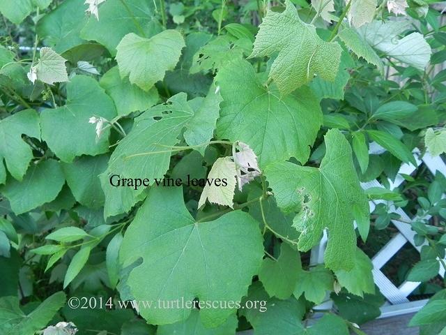 Grape vine leaves