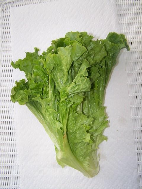 Green leaf lettuce