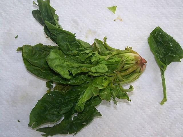 Spinach