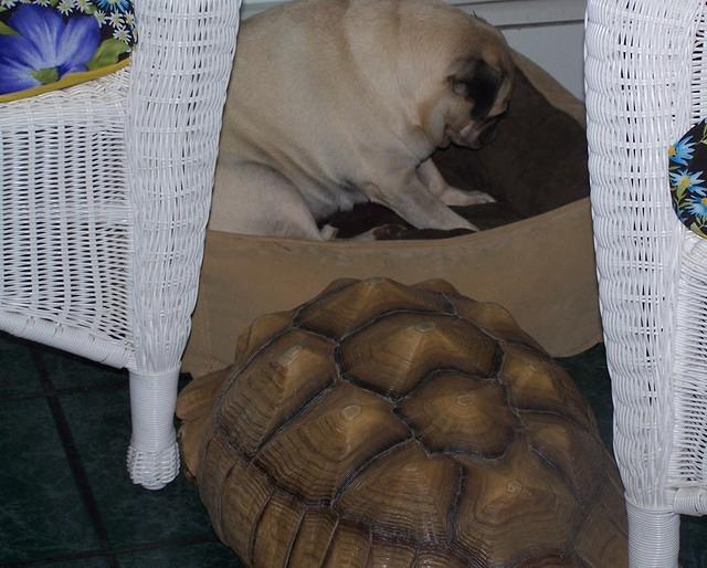 Sulcata keeps Pug in place