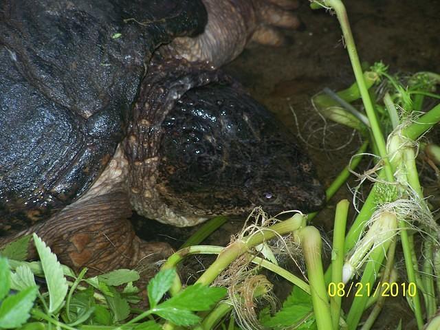 Snapping Turtle - Look at that face