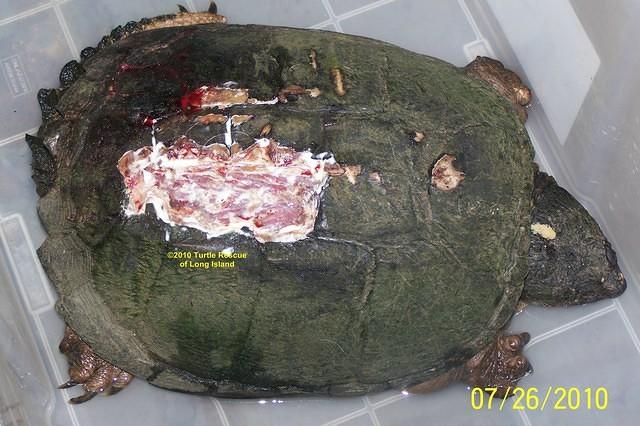 Snapping turtle shell damage