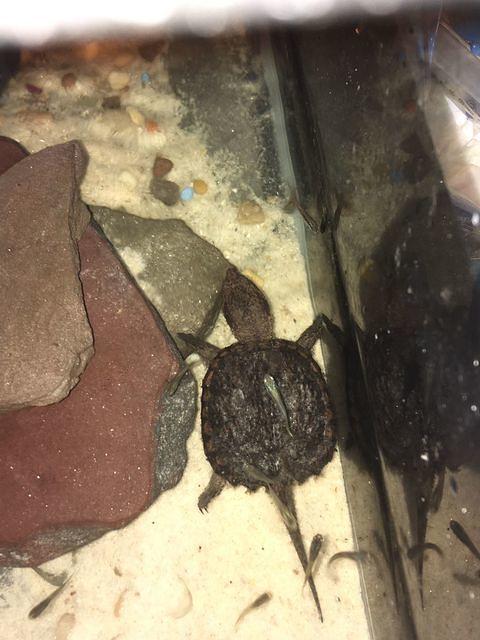 DEC Snapping turtle