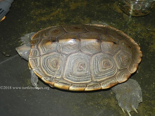 Diamondback terrapin August 2018