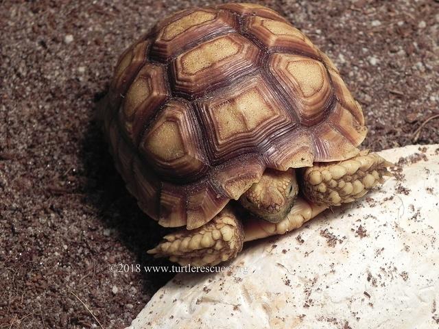 Juvenile Sulcata March 2018